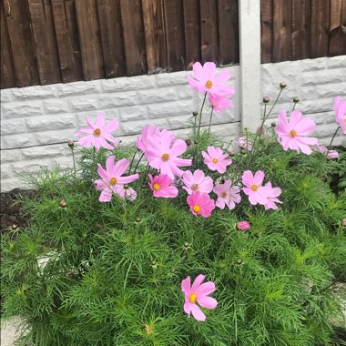 Cosmea 'Sensation' (Mixed)