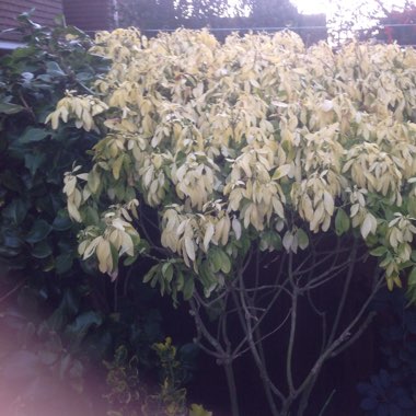 Mexican Orange Blossom