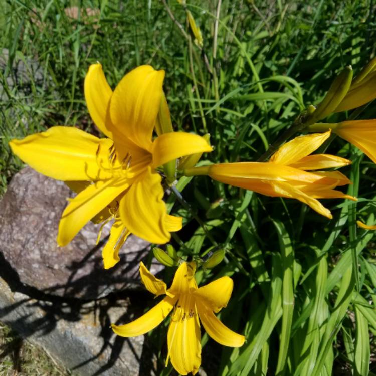 Plant image Hemerocallis 'Burning Daylight'