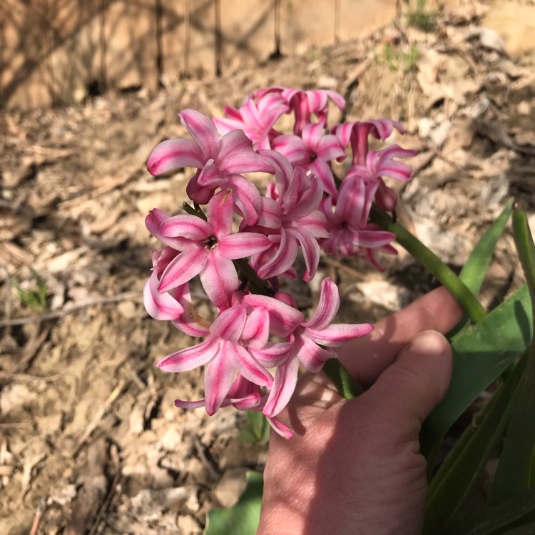 Plant image Hyacinthus orientalis 'Amethyst'