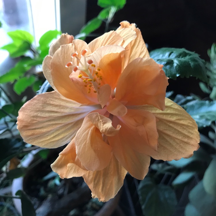 Plant image Hibiscus rosa-sinensis 'Apricot Brandy'