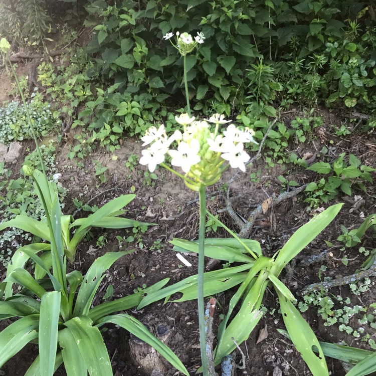 Plant image Allium nigrum syn. Allium multibulbosum, Allium nigrum var. multibulbosum