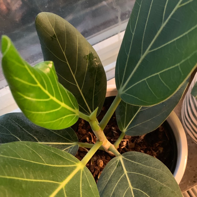 Plant image Ficus benghalensis