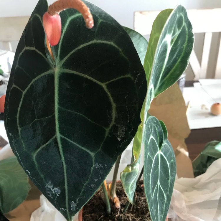 Plant image Anthurium clarinervium