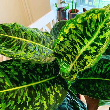 Dieffenbachia ‘Reflector'