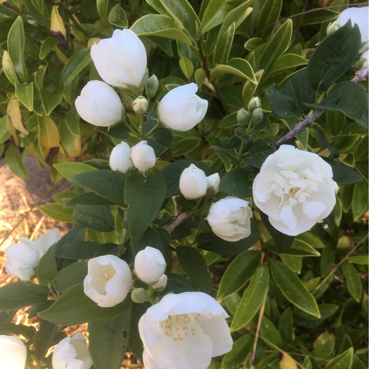 Plant image Philadelphus 'Virginal'