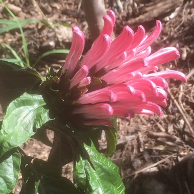 Justicia carnea