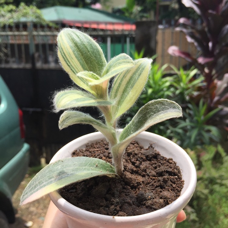 Plant image Tradescantia pallida 'Pink Stripe'