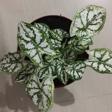 Caladium humboldtii 'Mini White'