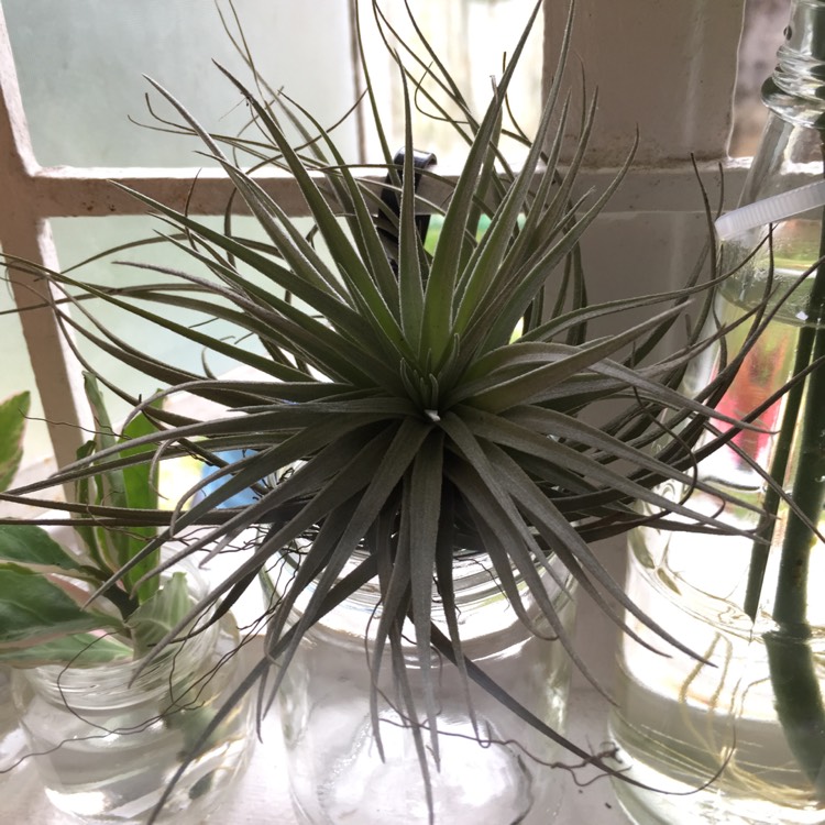 Plant image Tillandsia 'Cotton Candy'