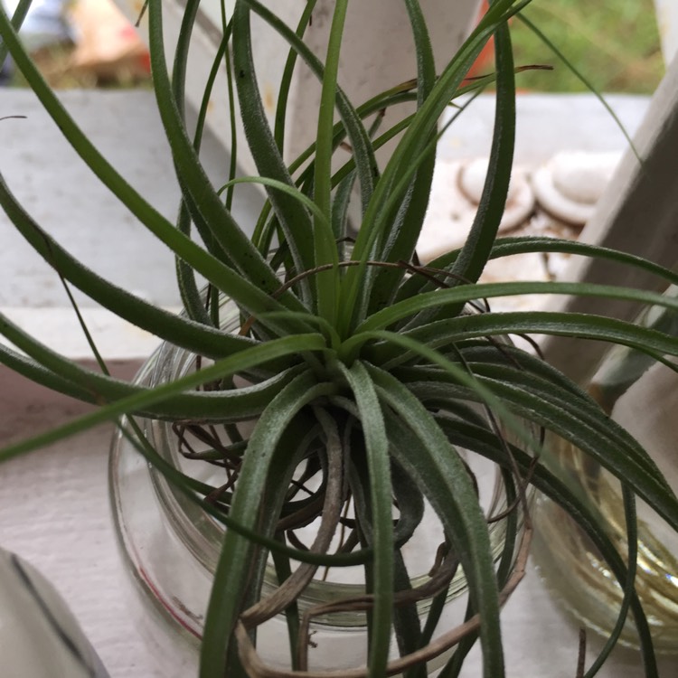 Plant image Tillandsia stricta