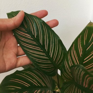 Calathea Ornata syn. Calathea Ornata 'Sanderiana' syn. Goeppertia majestica 'Sanderiana'