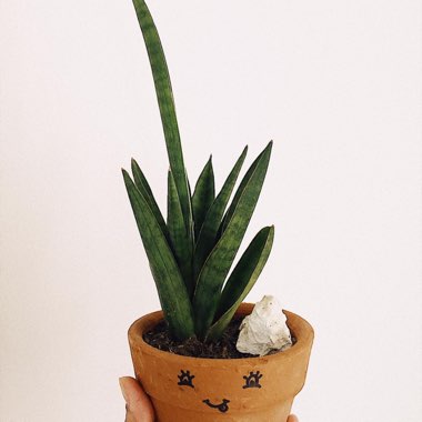 Sansevieria parva