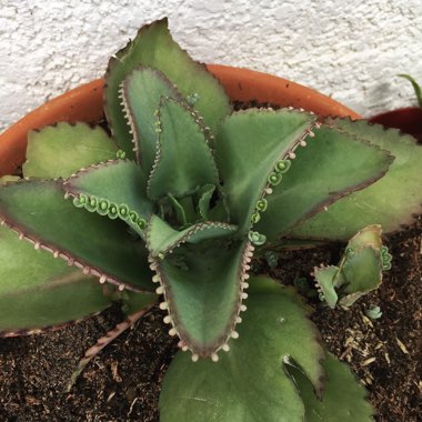 Kalanchoe laetivirens