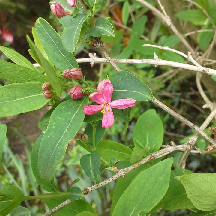 Plant image Lonicera tatarica