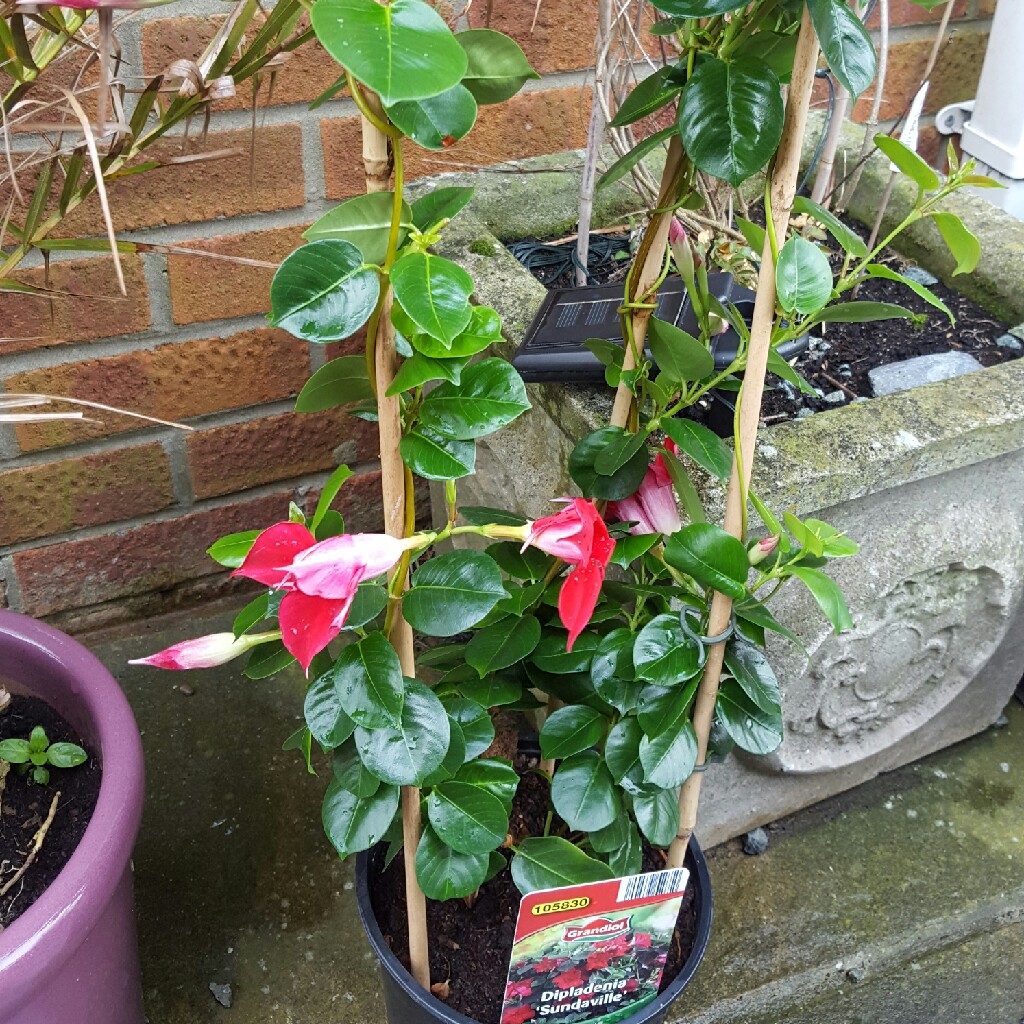 Plant image Mandevilla Sanderi syn. Dipladenia 'Scarlet Pimpernel'