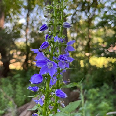 Tall Bellflower