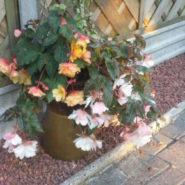 Tuberous Begonia 'Nonstop Mix'