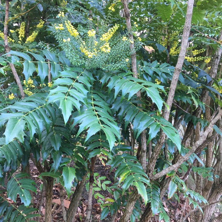 Plant image Mahonia eurybracteata subsp. ganpinensis 'Soft Caress'