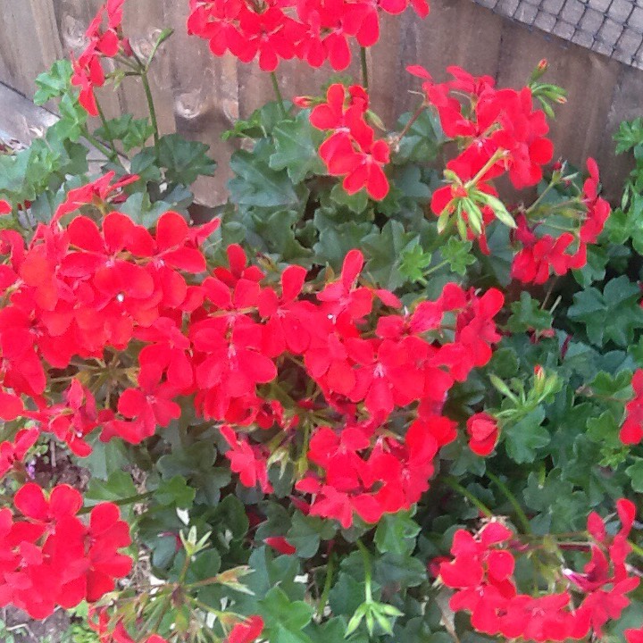 Plant image Pelargonium 'Grandeur White' (Ivy Leaved Grandeur Series)