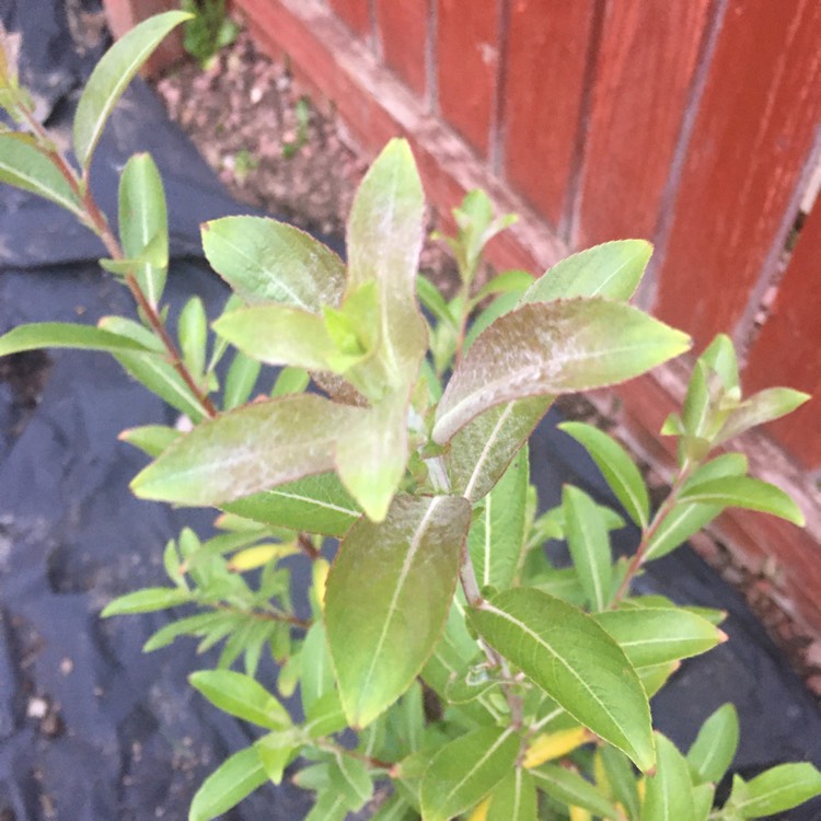 Plant image Salix gracilistyla 'Mount Aso'