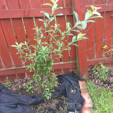 Salix gracilistyla 'Mount Aso'