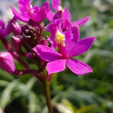 Epidendrum