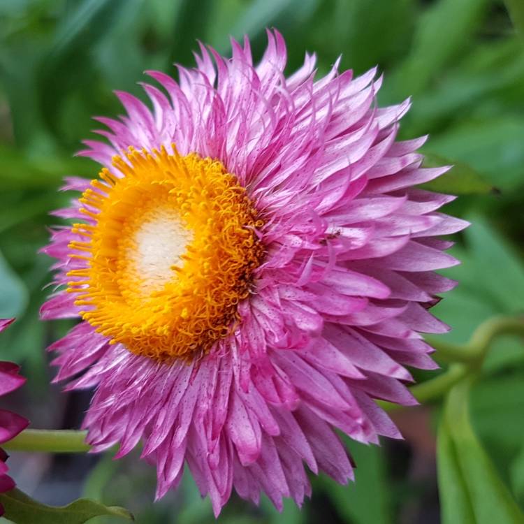 Plant image Helichrysum monstrosum