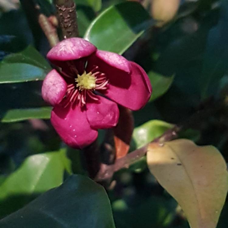 Plant image Michelia figo syn. Magnolia figo