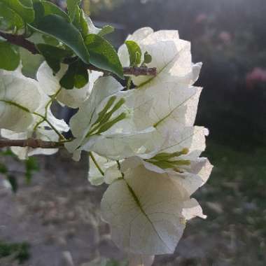 Bougainvillea 'Bambino'