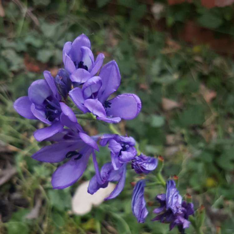 Plant image Babiana stricta