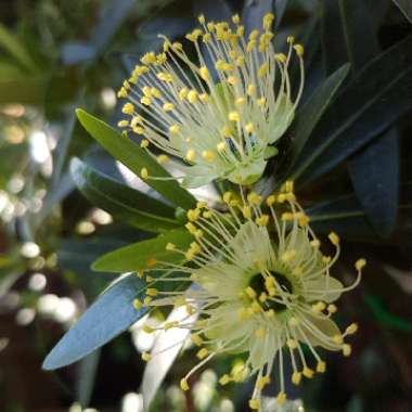 Xanthostemon verticillatus