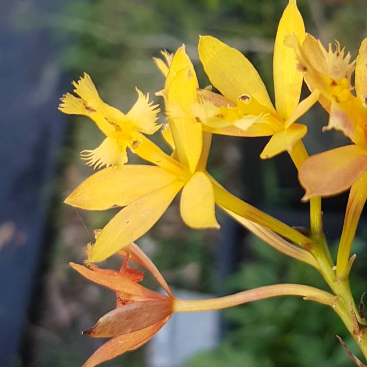 Plant image Epidendrum