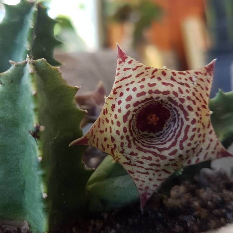 Plant image Stapelia