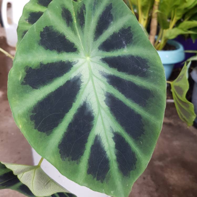 Plant image Colocasia heterochroma 'Dark Shadows'