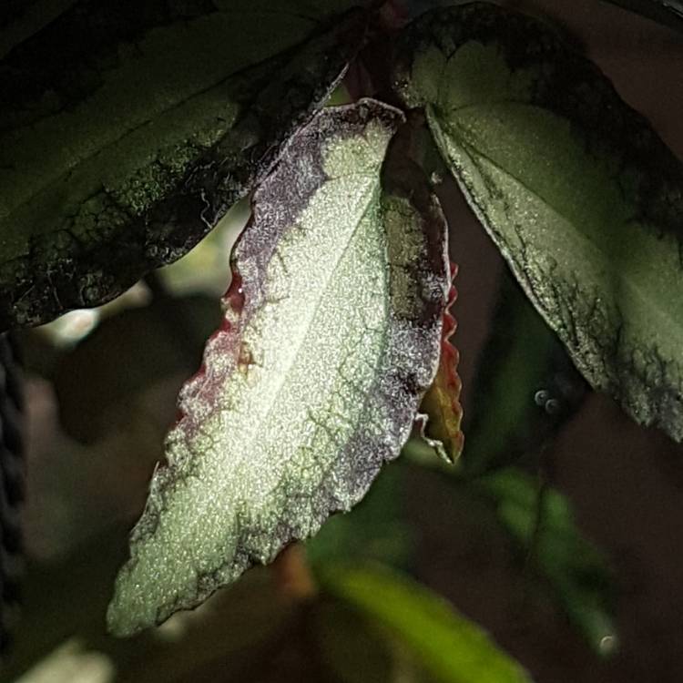 Plant image Begonia (Rhizomatous)