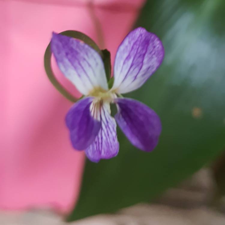 Plant image Viola betonicifolia