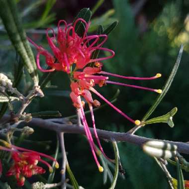 Grevillea