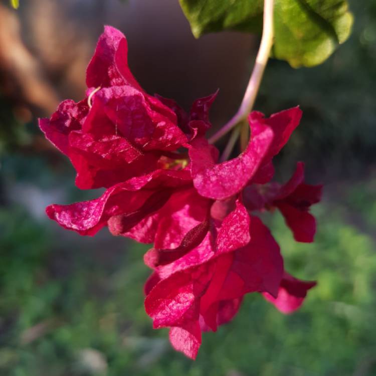 Plant image Bougainvillea 'Bambino'