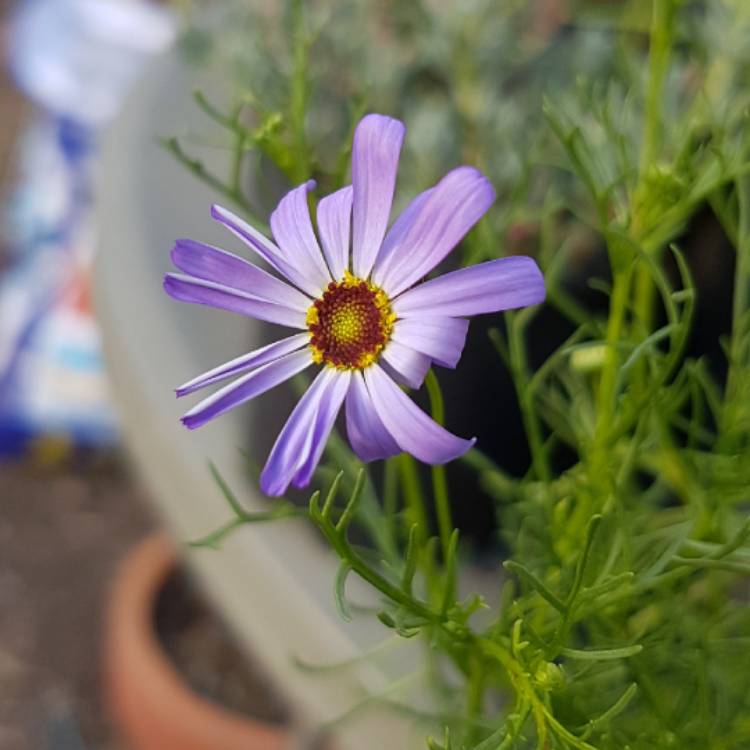 Plant image Brachyscome iberidifolia