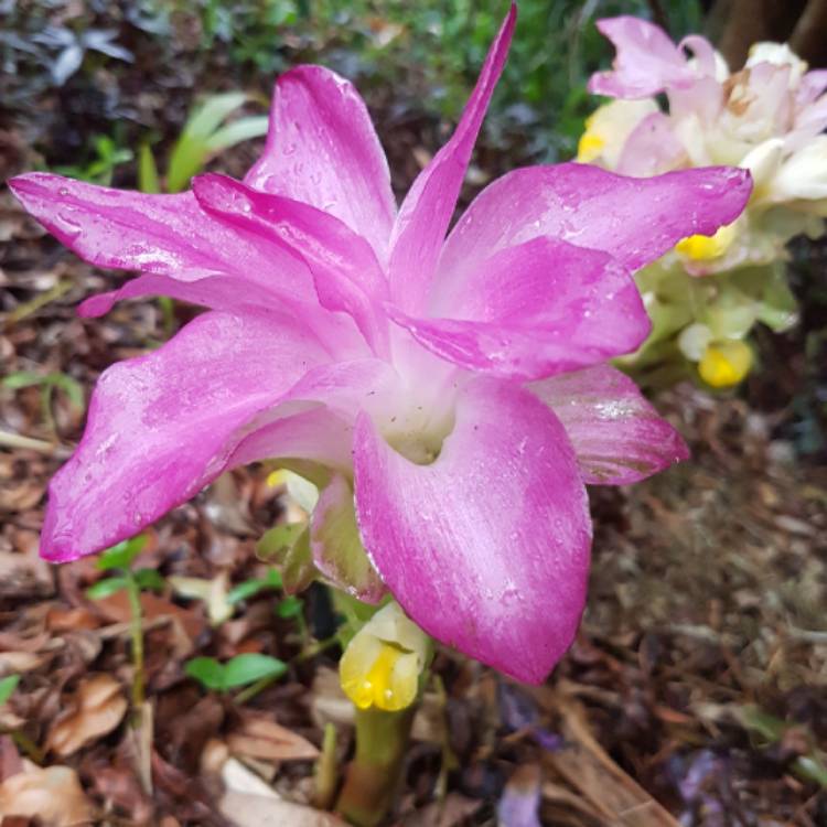 Plant image Curcuma Australasica