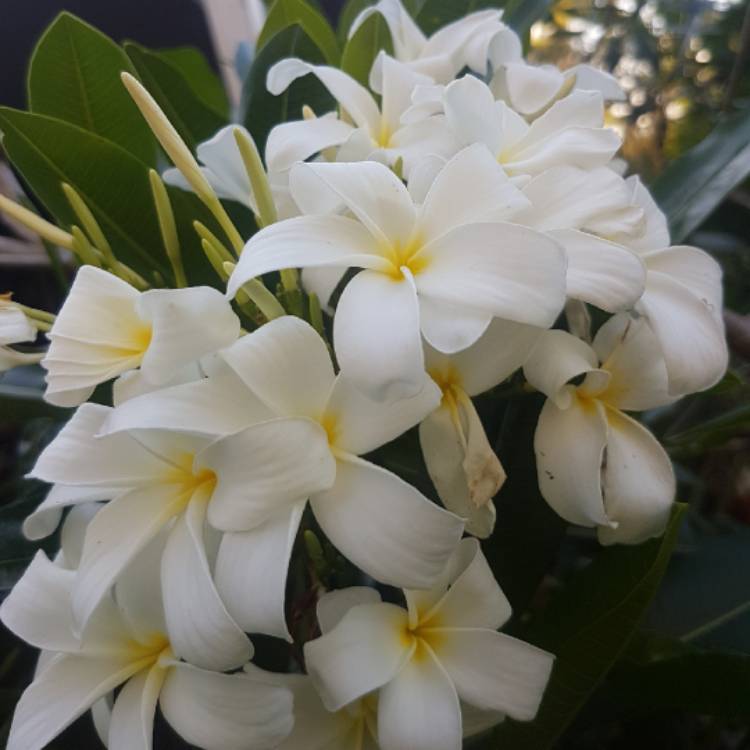 Plant image Plumeria Stenophylla