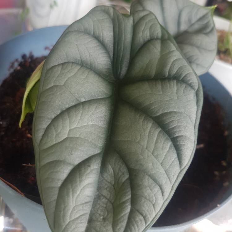 Plant image Alocasia 'Silver Dragon'