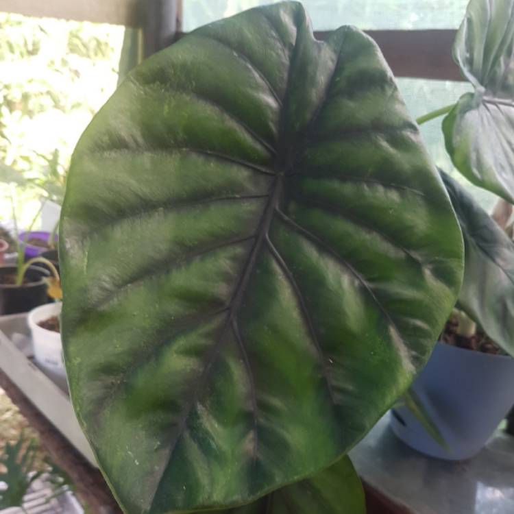 Plant image Alocasia clypeolata syn. Alocasia 'Green Shield', Alocasia clypeolata 'Green Shield'