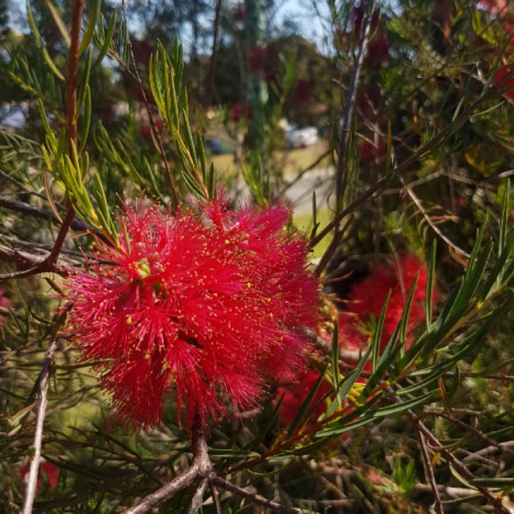 Plant image Melaleuca fulgens