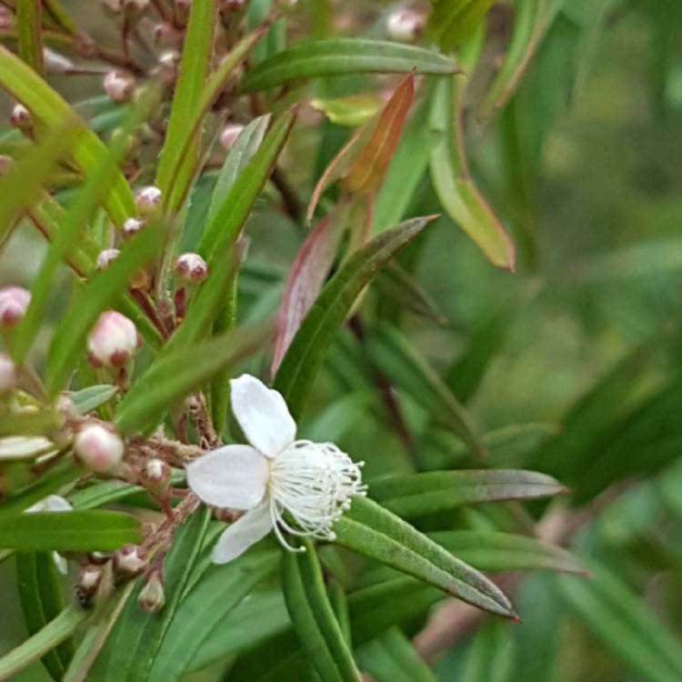 Plant image Austromyrtus dulcis