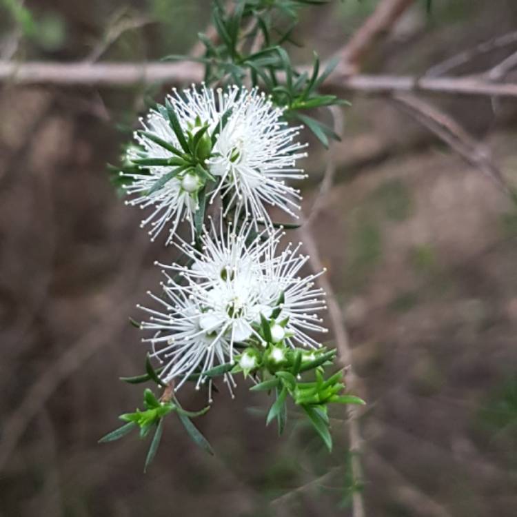 Plant image Kunzea ambigua