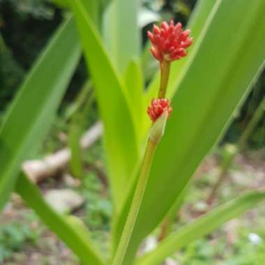 Haemodorum coccineum