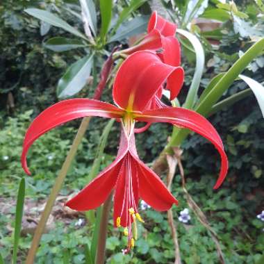 Sprekelia formosissima syn. Amaryllis formosissima