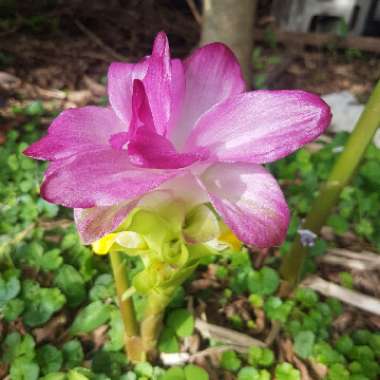 Curcuma Australasica